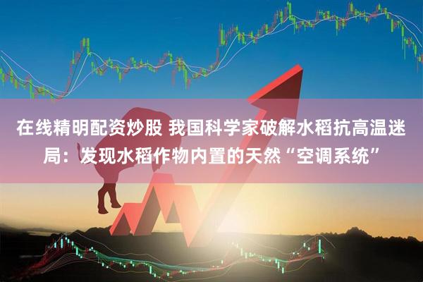 在线精明配资炒股 我国科学家破解水稻抗高温迷局：发现水稻作物内置的天然“空调系统”