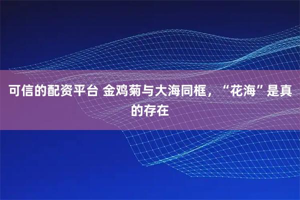 可信的配资平台 金鸡菊与大海同框，“花海”是真的存在